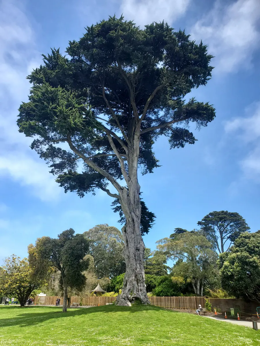 Botanical Scenery